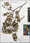 Foto von Salix daphnoides Vill.